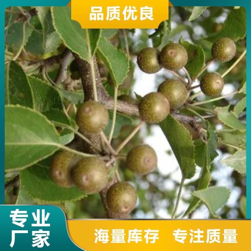 秋月梨树苗-视频-山西省晋中市华仁秋月梨树苗可服务区域榆社|寿阳|临汾|长治|运城|忻州等