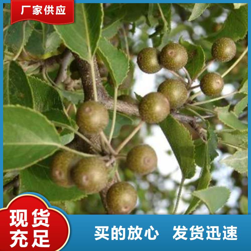 杜梨-秋月梨树苗种类多质量好