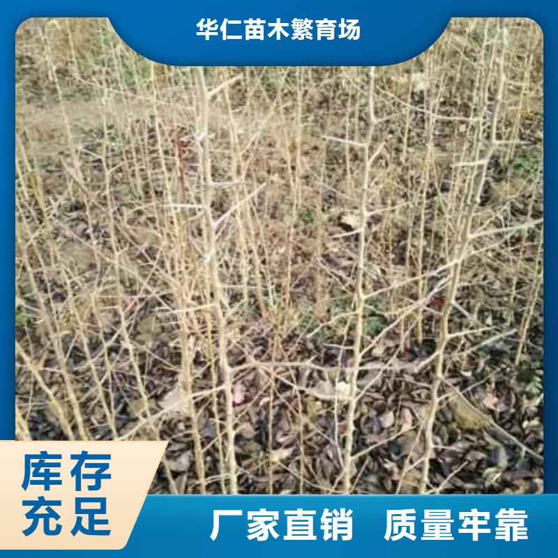 杜梨-梨树苗基地诚信可靠