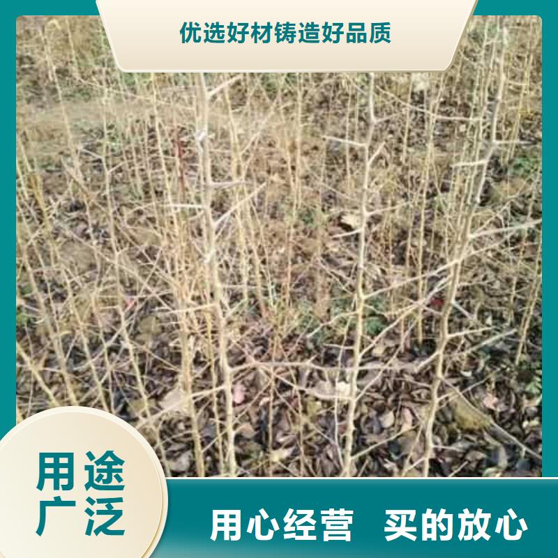 【杜梨】奥红一号梨苗规格型号全
