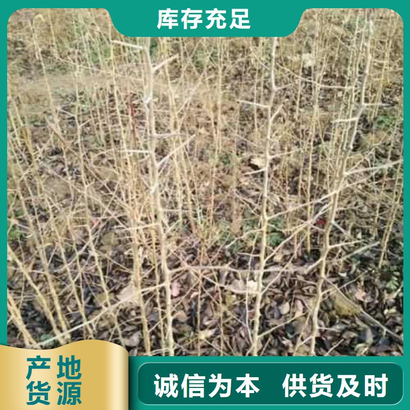 秋月梨树苗-视频-秋月梨树苗_山东省临沂市市场覆盖莒南|兰山|济南|德州|潍坊|聊城等