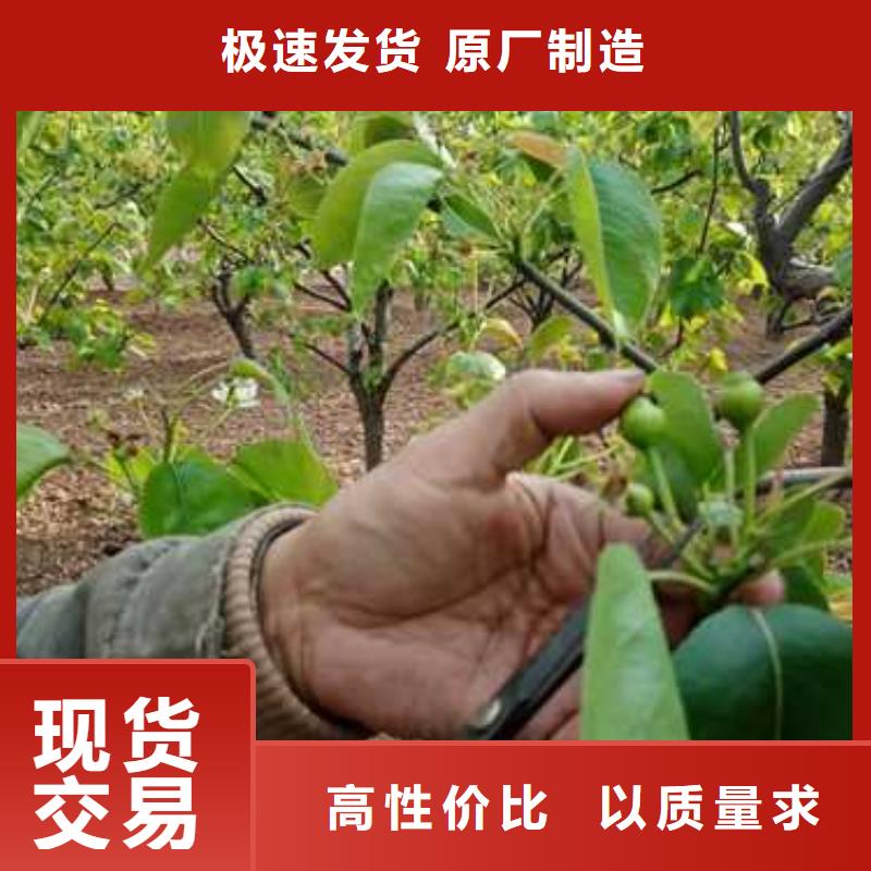 【杜梨】奥红一号梨苗规格型号全