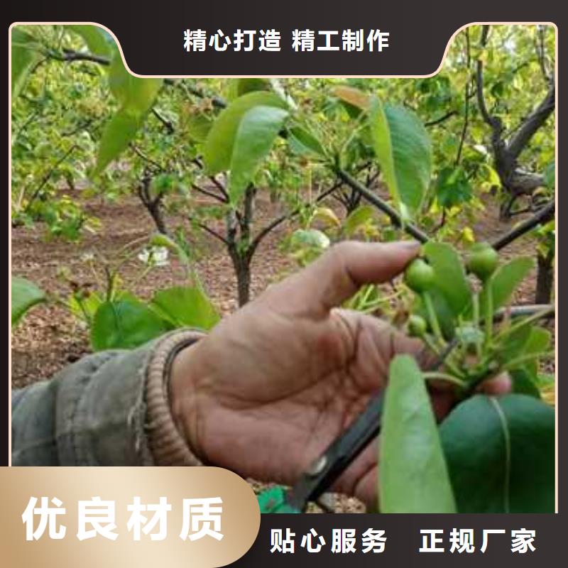 杜梨红香酥梨树苗懂您所需