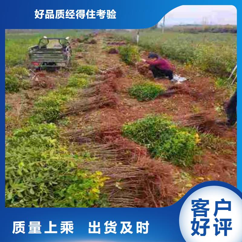 杜梨梨树苗基地口碑好实力强