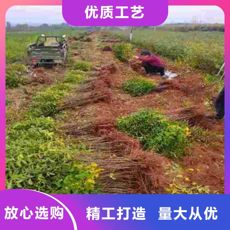 杜梨-梨树苗基地诚信可靠