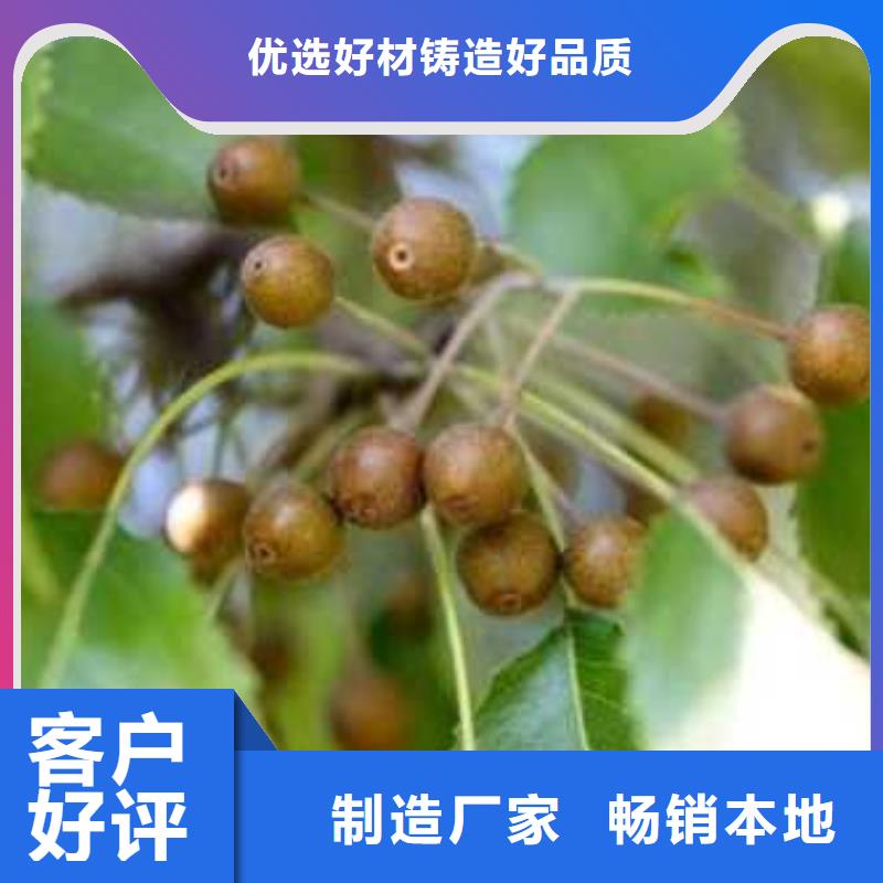 杜梨皇冠梨树苗诚信为本