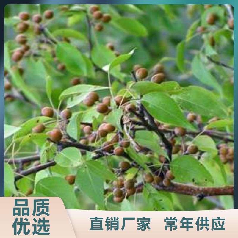 杜梨奥红一号梨苗好品质经得住考验