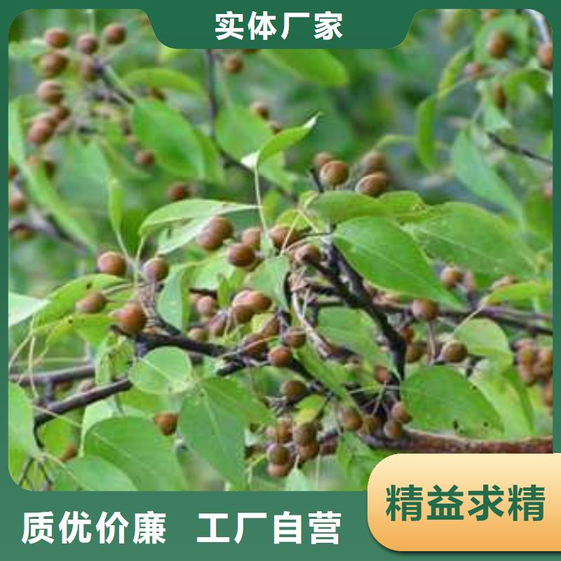 杜梨-奥红全红梨树苗品质无所畏惧