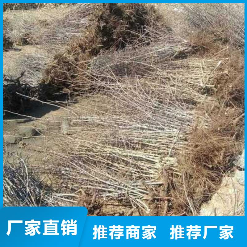 杜梨-奥红全红梨树苗品质无所畏惧
