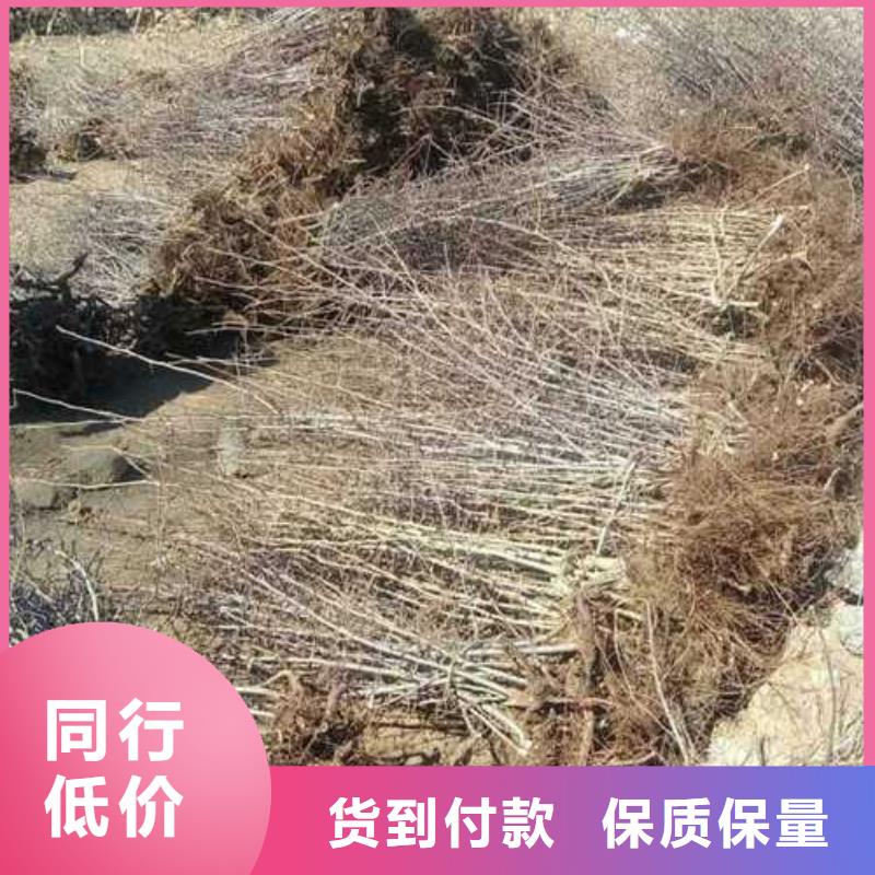 杜梨杜梨苗厂家供应