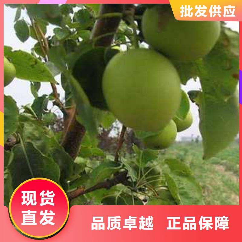 杜梨-奥红全红梨树苗品质无所畏惧