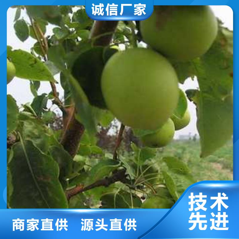 杜梨-梨树苗基地诚信可靠