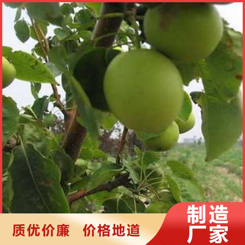 杜梨红香酥梨树苗生产厂家