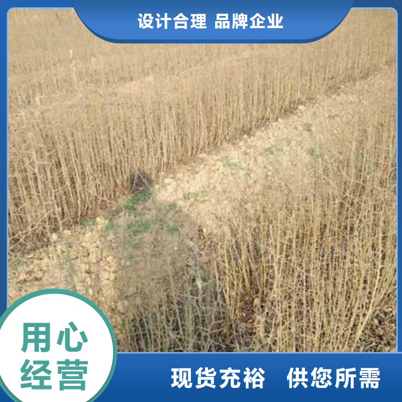 杜梨杜梨苗大厂家实力看得见