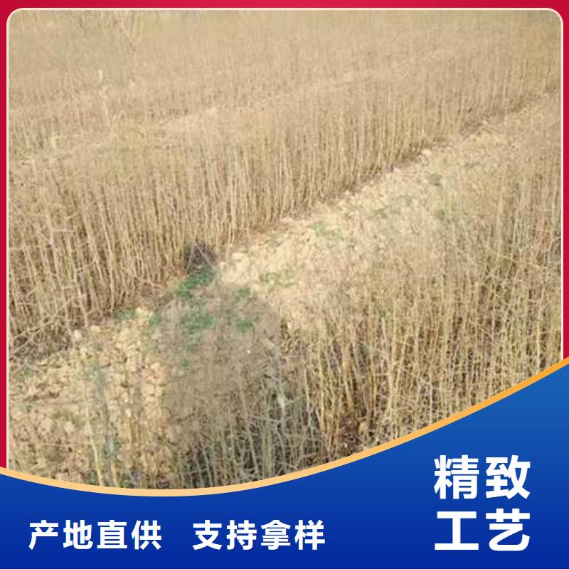 杜梨梨树苗基地质量三包