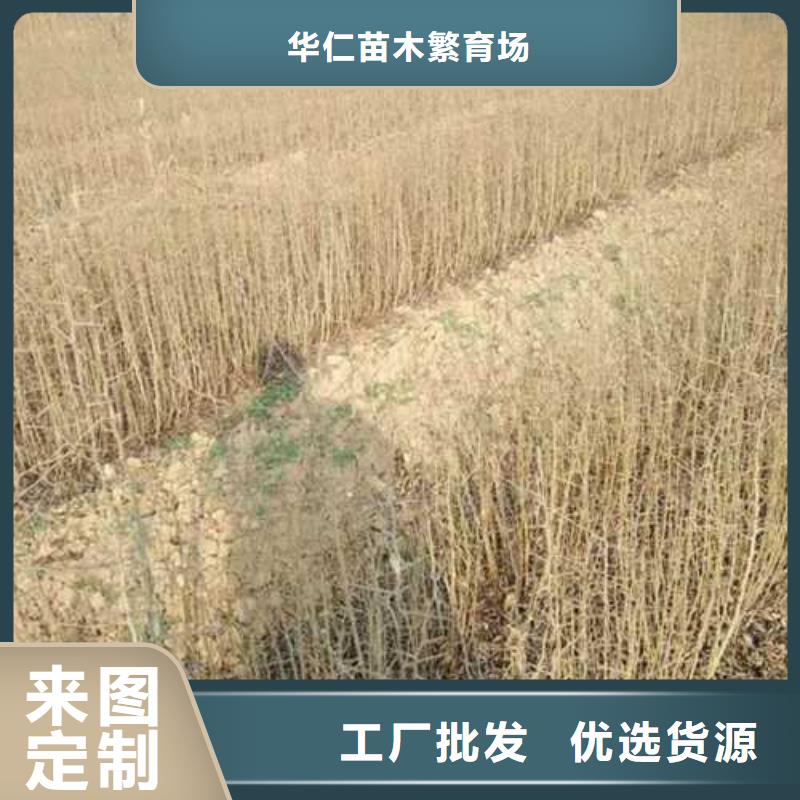 杜梨皇冠梨树苗选择我们没错