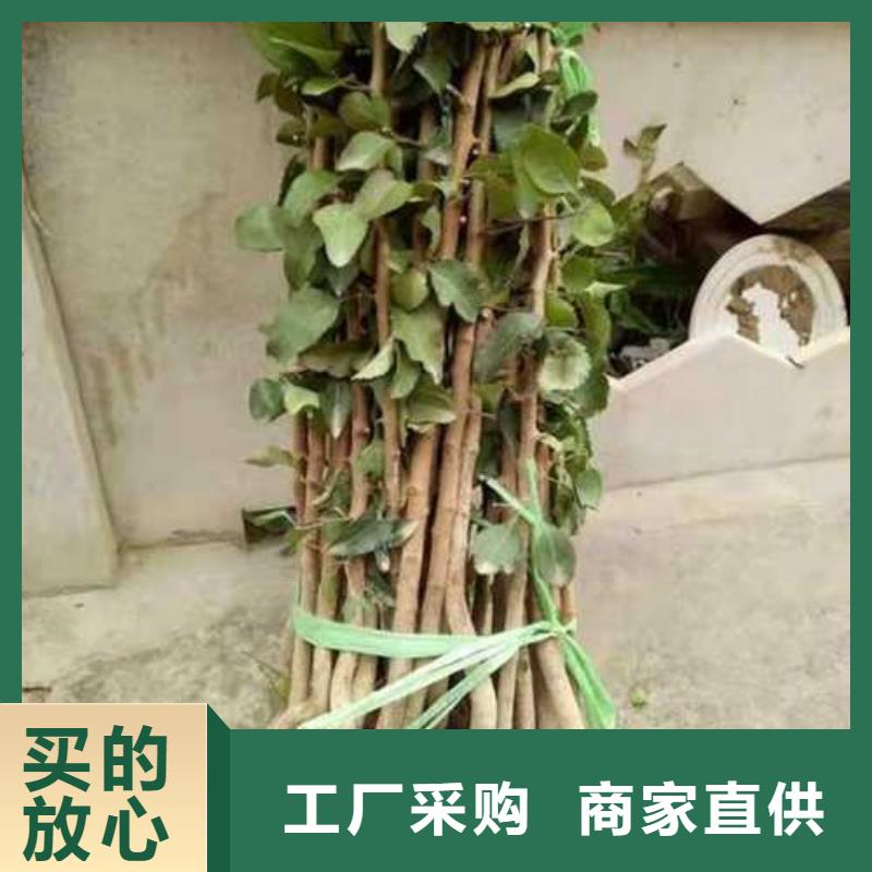 秋月梨树苗-视频-秋月梨树苗_山西省太原市市场覆盖小店|晋源|忻州|晋城|长治|大同等
