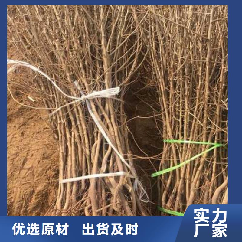 秋月梨树苗-视频-秋月梨树苗_山西省太原市市场覆盖小店|晋源|忻州|晋城|长治|大同等