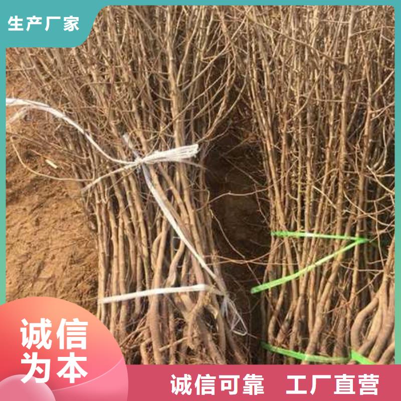 【杜梨】海棠苗用心细节