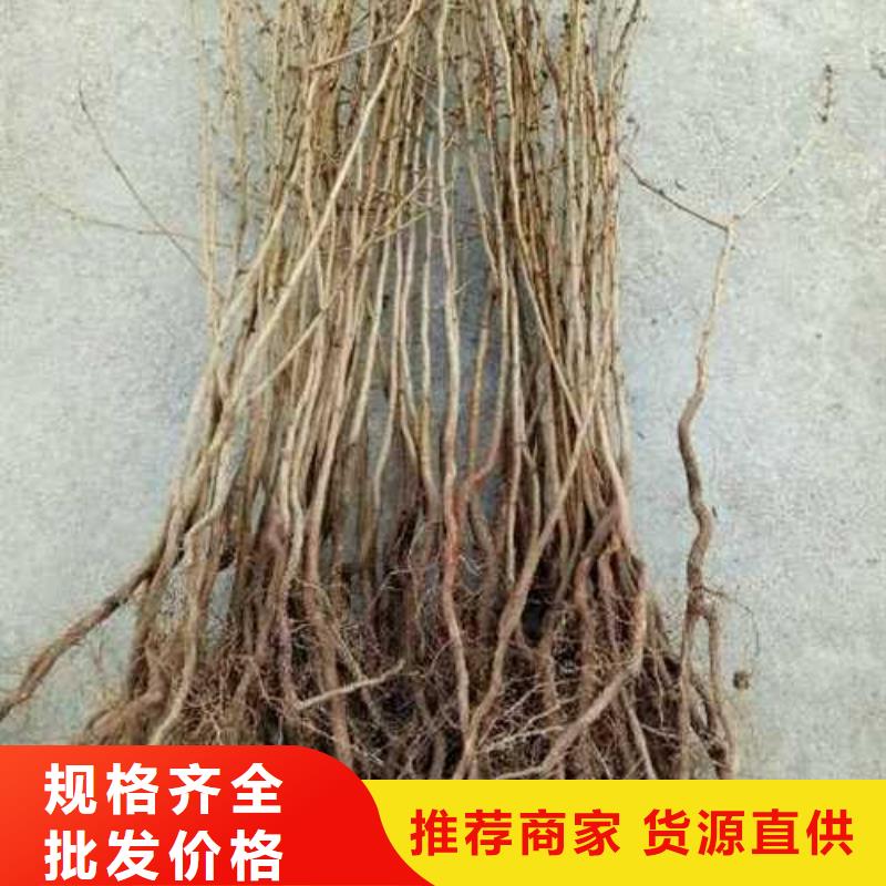 杜梨【红香酥梨树苗】现货齐全售后无忧