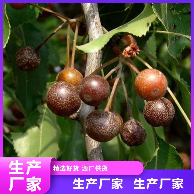 杜梨梨树苗基地口碑好实力强