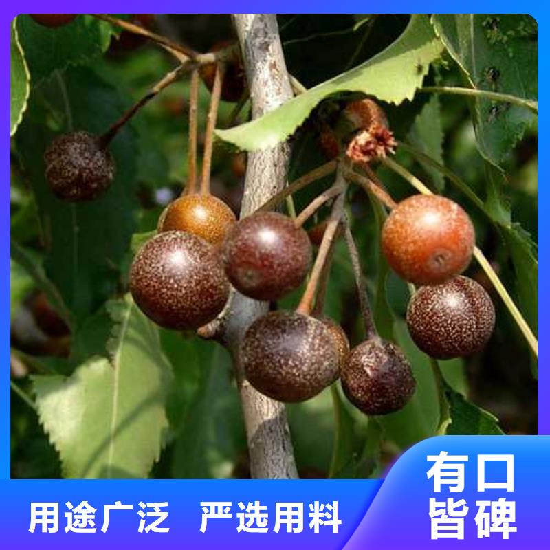 杜梨杜梨苗源头实体厂商
