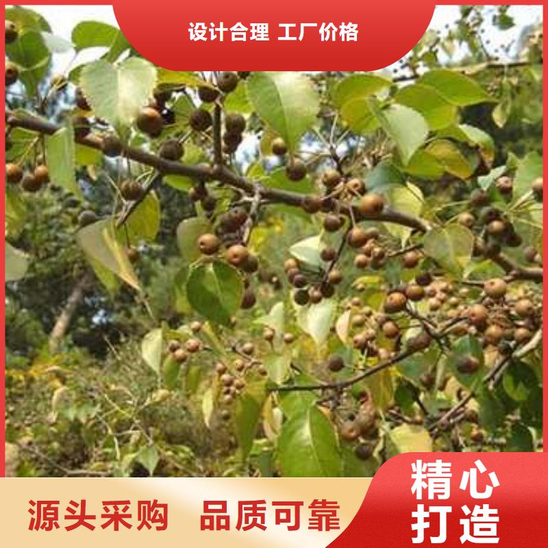 秋月梨树苗-视频-秋月梨树苗_山东省临沂市市场覆盖莒南|兰山|济南|德州|潍坊|聊城等