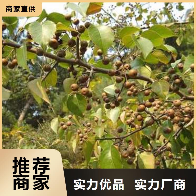 杜梨_黄冠梨树苗多种规格库存充足