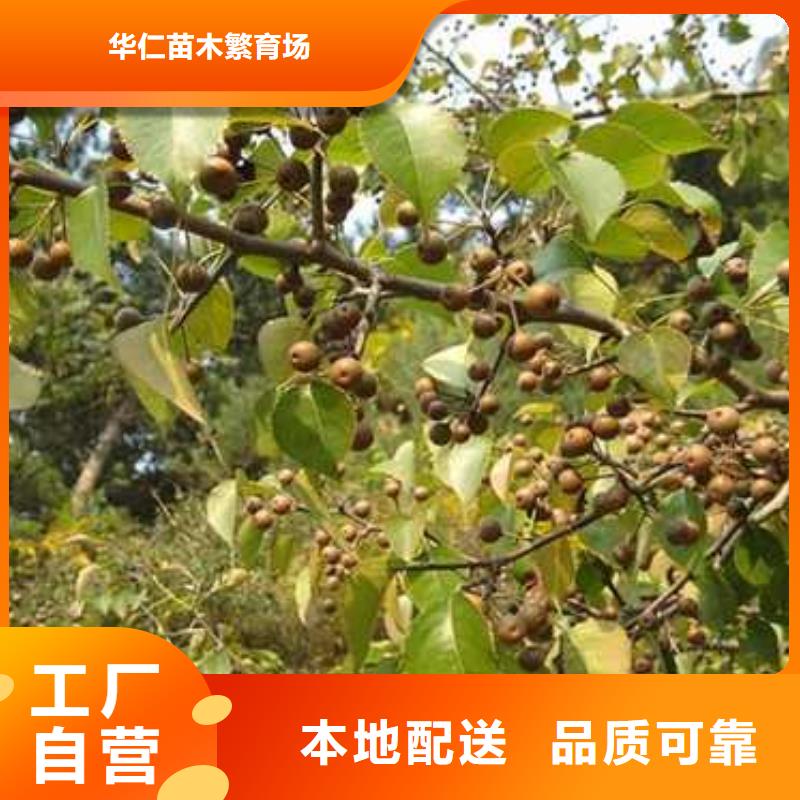杜梨杜梨苗厂家供应