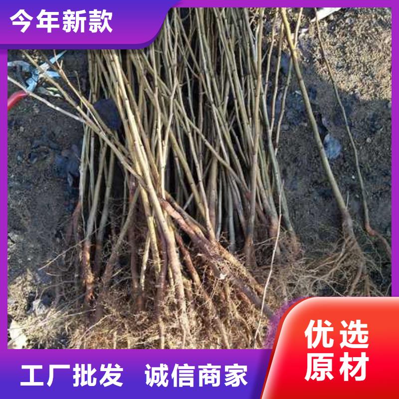 秋月梨树苗-视频-秋月梨树苗_山东省临沂市市场覆盖莒南|兰山|济南|德州|潍坊|聊城等