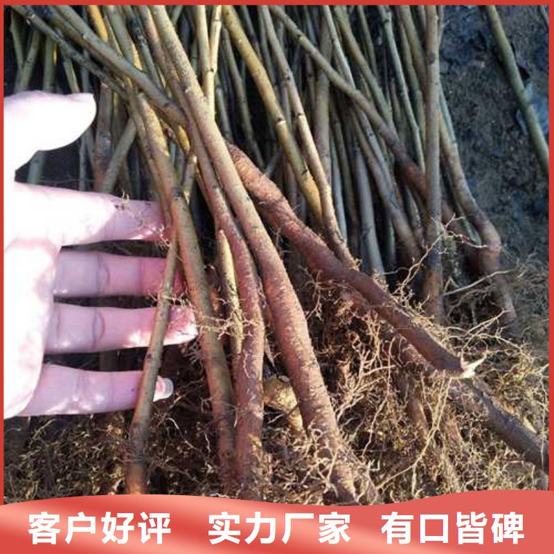 秋月梨树苗-视频-秋月梨树苗_山东省临沂市市场覆盖莒南|兰山|济南|德州|潍坊|聊城等