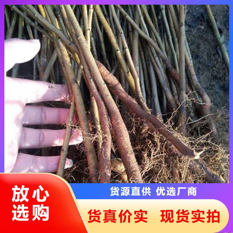 杜梨-梨树苗基地诚信可靠