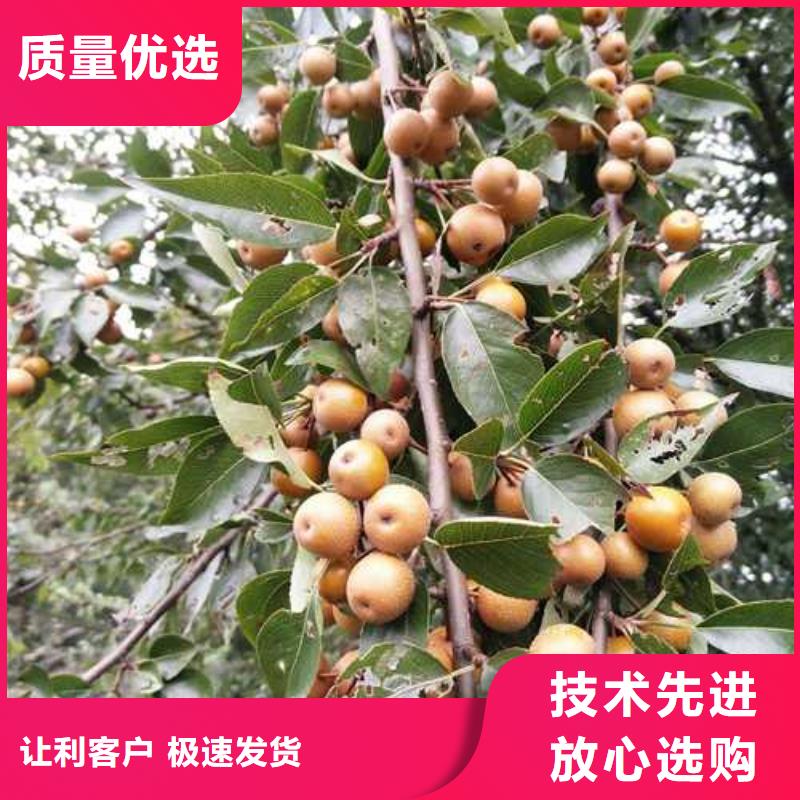 杜梨杜梨苗生产型