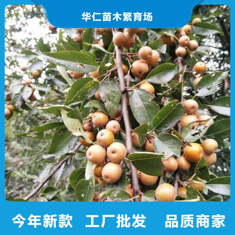 秋月梨树苗-视频-秋月梨树苗_山东省临沂市市场覆盖莒南|兰山|济南|德州|潍坊|聊城等