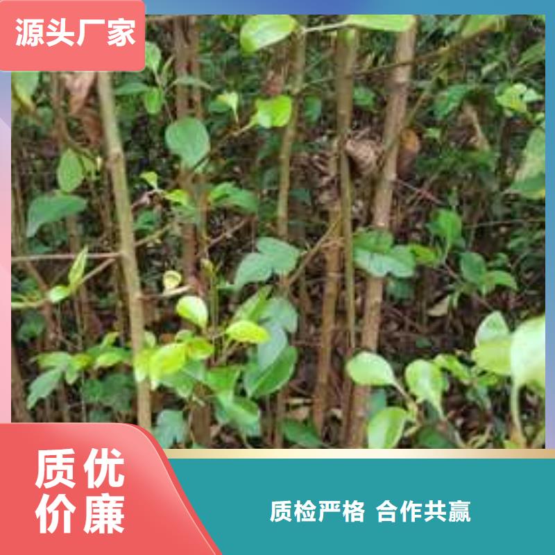 杜梨-奥红全红梨树苗细节决定品质