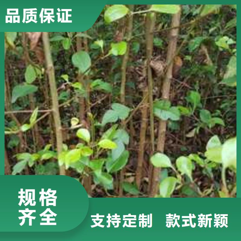 杜梨皇冠梨树苗诚信为本