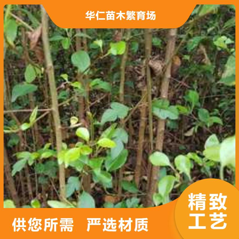 杜梨红香酥梨树苗懂您所需