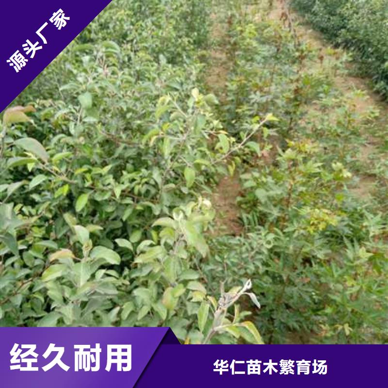 杜梨红香酥梨树苗生产厂家