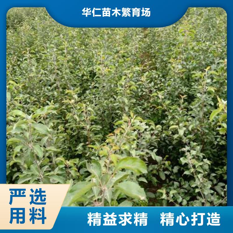 杜梨杜梨苗生产型