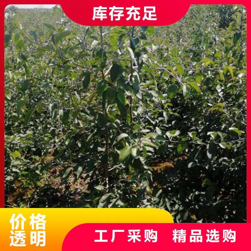 杜梨红香酥梨树苗懂您所需