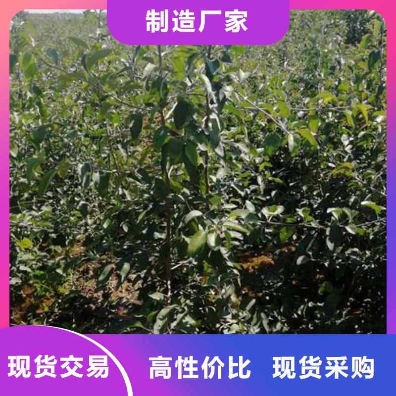 杜梨秋月梨树苗专业设计