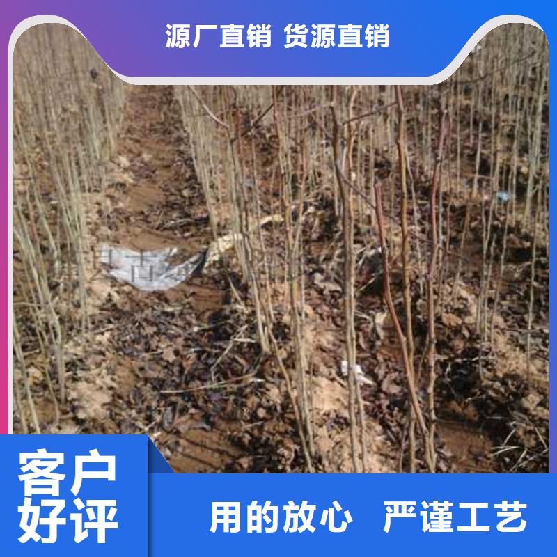 秋月梨树苗-视频-秋月梨树苗_山东省临沂市市场覆盖莒南|兰山|济南|德州|潍坊|聊城等