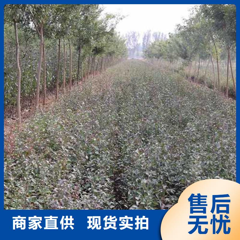 杜梨秋月梨树苗产品参数