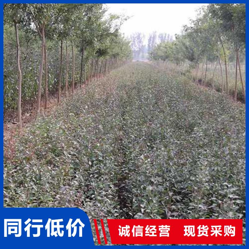 秋月梨树苗-视频-秋月梨树苗_山东省临沂市市场覆盖莒南|兰山|济南|德州|潍坊|聊城等