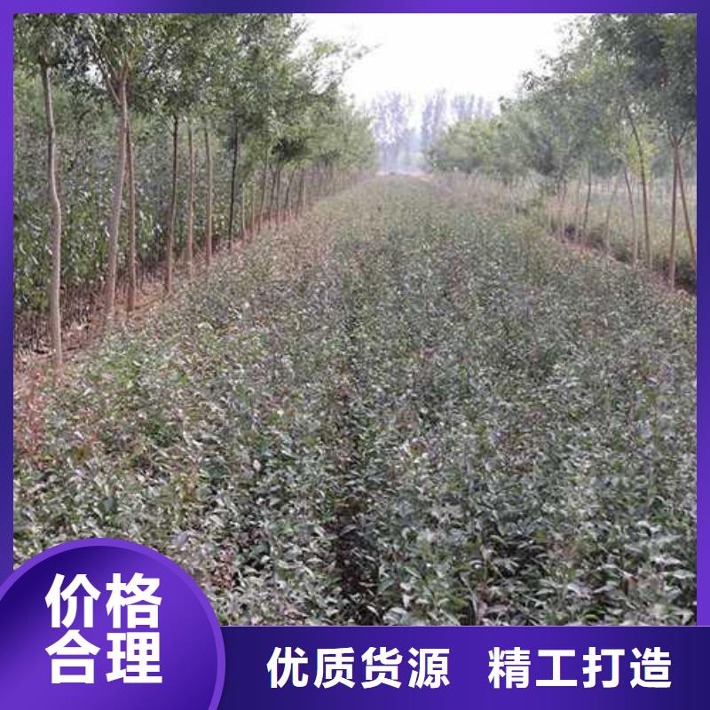 杜梨梨树苗基地今年新款