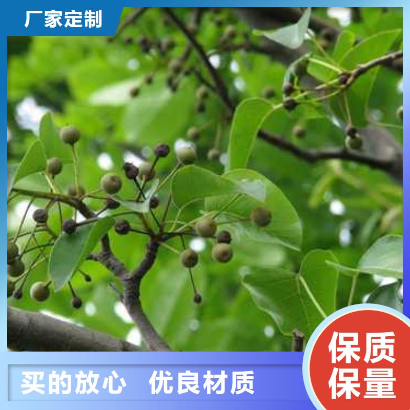 【杜梨】奥红一号梨苗规格型号全