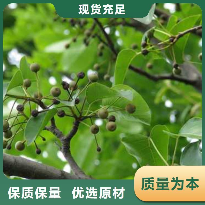 杜梨-奥红全红梨树苗细节决定品质