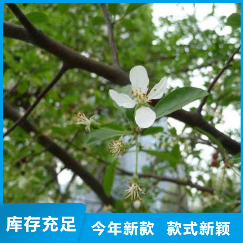 秋月梨树苗-视频-秋月梨树苗_山东省临沂市市场覆盖莒南|兰山|济南|德州|潍坊|聊城等