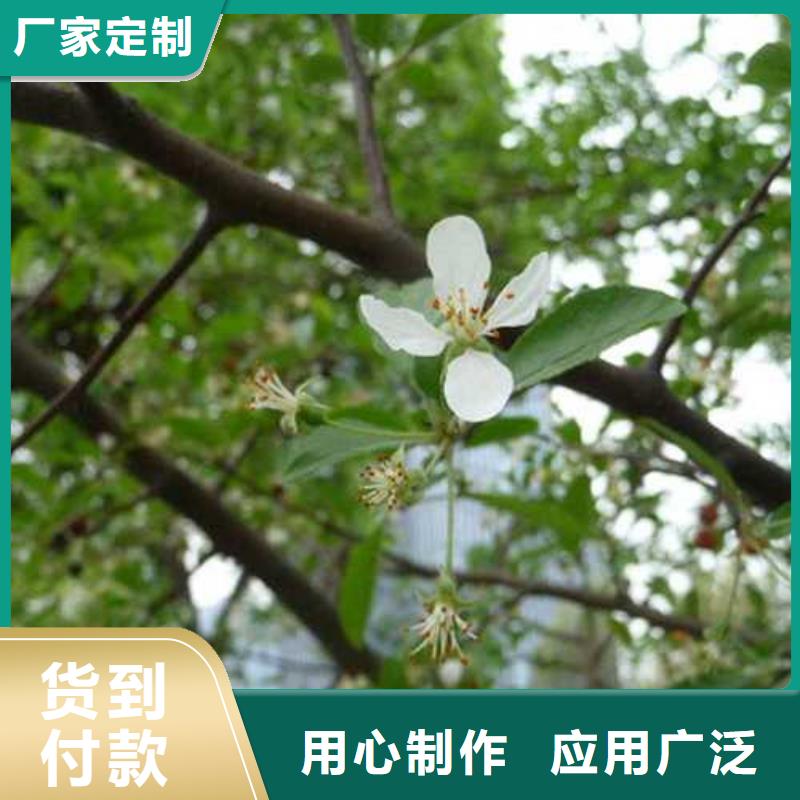 杜梨【瑞蟠101桃树苗】质量三包