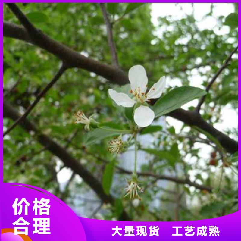 杜梨杜梨苗生产型